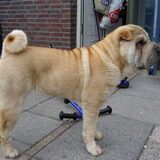 onze statige dame chica...