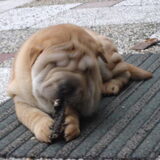 chica als pup...