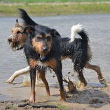 Foto van Pepijn & Otis