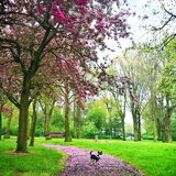 Lente kriebels