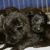 Pups 18 dagen oud. Welke zou van ons worden?