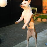In actie