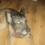 onze lieve simba(18-04-2011)