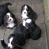 Buddy met enkele broetjes/zusjes