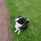 knapperd(L)