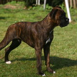 onze nelson 17 weken