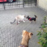 Jamie met de kat van de buren