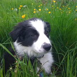 Ice 11 weekjes oud