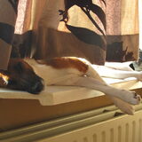 vensterhondje
