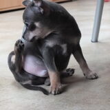 Dit is onze puppy Tajo,eveneens 12 weken oud
