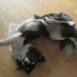 het commando "dood"