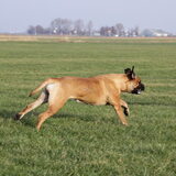 Foto van Diesel & Bumper