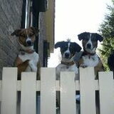 Lizzy, Skip en Tommie