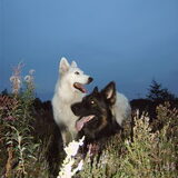 Wolf en mijn overleden Witje Wendy. Ik mis haar nog elke dag, wat een…