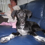 dit is ons opvang hondje