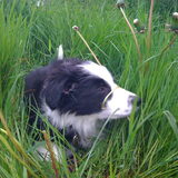 dat gras ruikt lekker