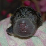 Deze pup werd als eerste geboren