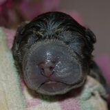 Dit was pup twee