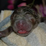 Dit is pup drie