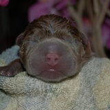 Dit is pup vier
