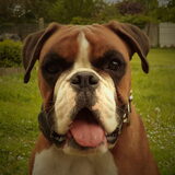 Foto van Ronnie & ««Jara»»