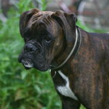 waar is coby nou weer? vraagt onze nieuwe boxer ,nelson zich af.