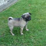 toen onze mop nog mopje was :-)