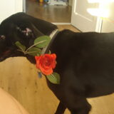 Foto van breezer
