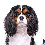 Dit is Diesel
