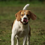 Mijn knappe Beagle Joep.