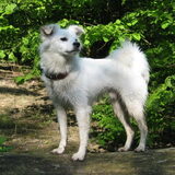 kobus