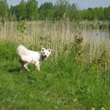 kobus