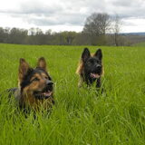 2 koppies boven het hoge Franse gras....