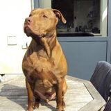 Cane de liefste Pitt