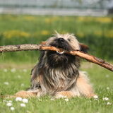 Foto van team Shadow