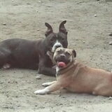Layka en Killer