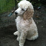 Flits, 8 wk. oud.