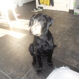 Knapperd