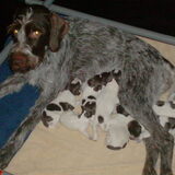 Desra met haar puppies juist na de geboorte