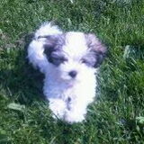 sita 9 1/2 week