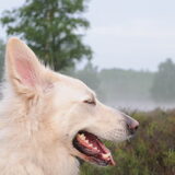 Foto van Hetty & Skipper