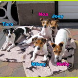 Taro, Noa, Joey, Mikey en Kelly
