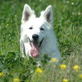 Zaros Keano Adorable White Pearl