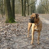 onze sultan in de mooie maasmechelse bossen, deed zijn dagelijkse…