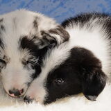 Foto van Hetty & Skipper
