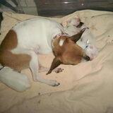 chichi met haar pups