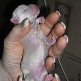 eerste foto's