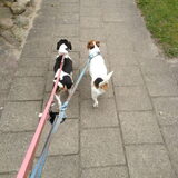 Wandelen