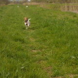 Rennen Joey