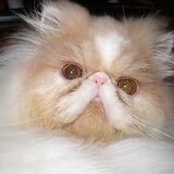 Dusty